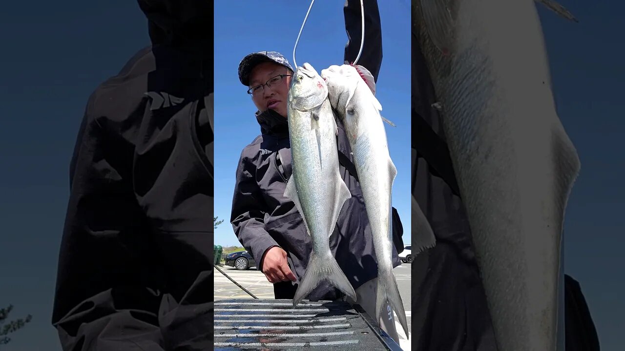 More salted bluefish for dinner.