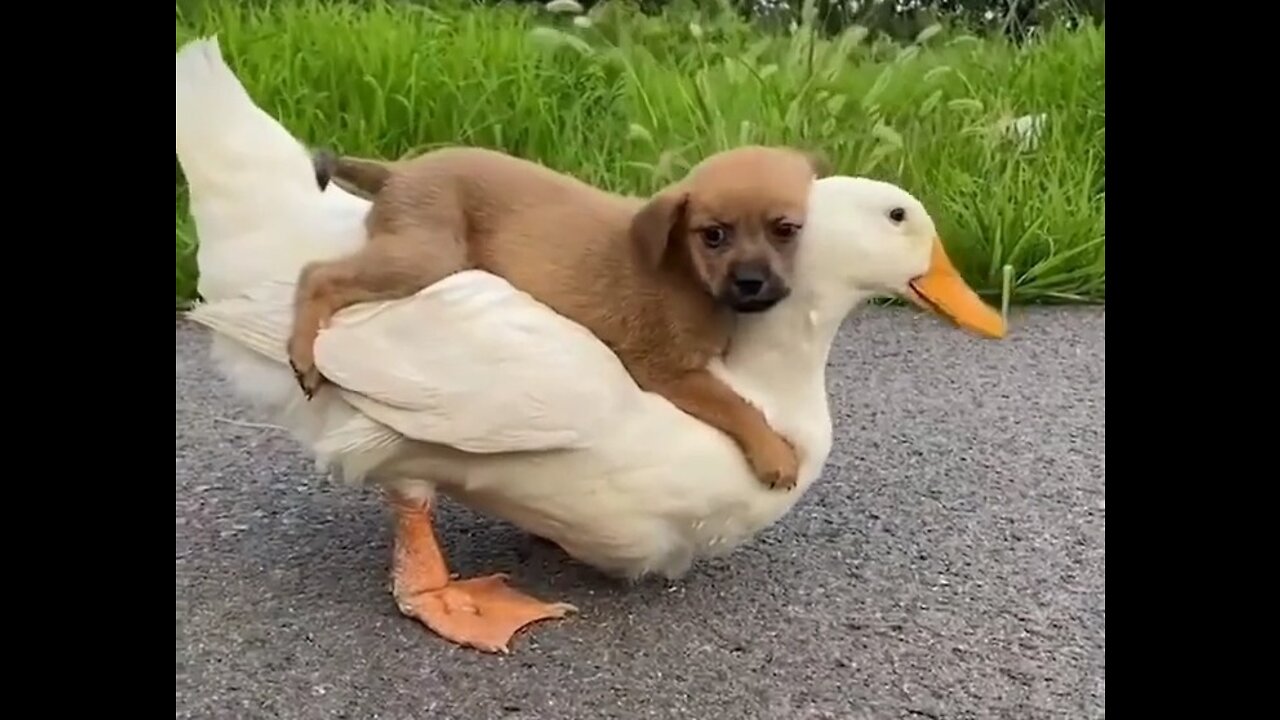 Funny dogs 😂😂😂😂 try not to laugh