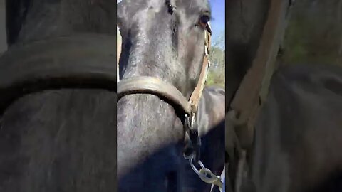 Just some clippity clop
