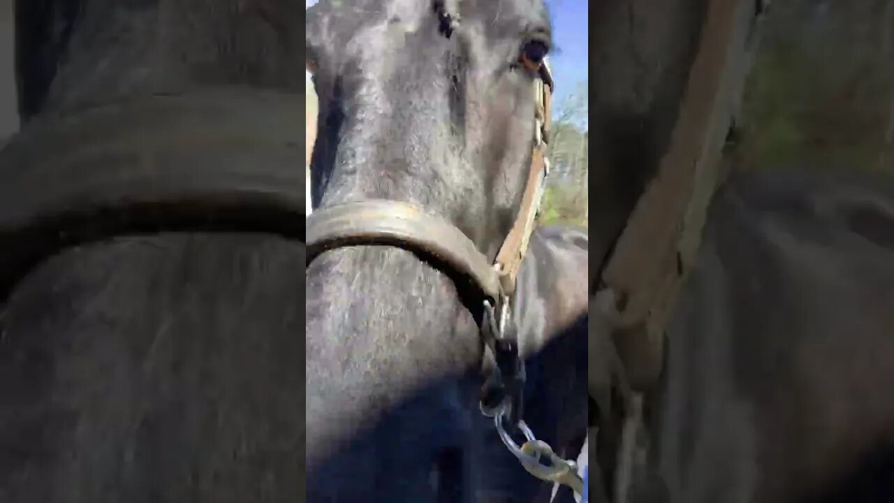 Just some clippity clop