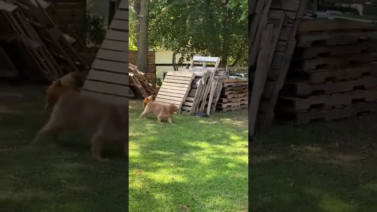 Look at those two ...🐶🐓 ... AMAZING !!😄 #shorts #dog #tiktok #animals #Jayla