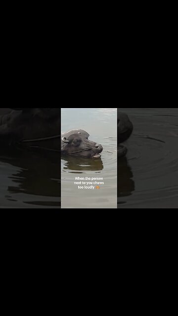 When people next to you chew too loudly 🤦🏼‍♂️ #eating #chewingsounds #badmanners