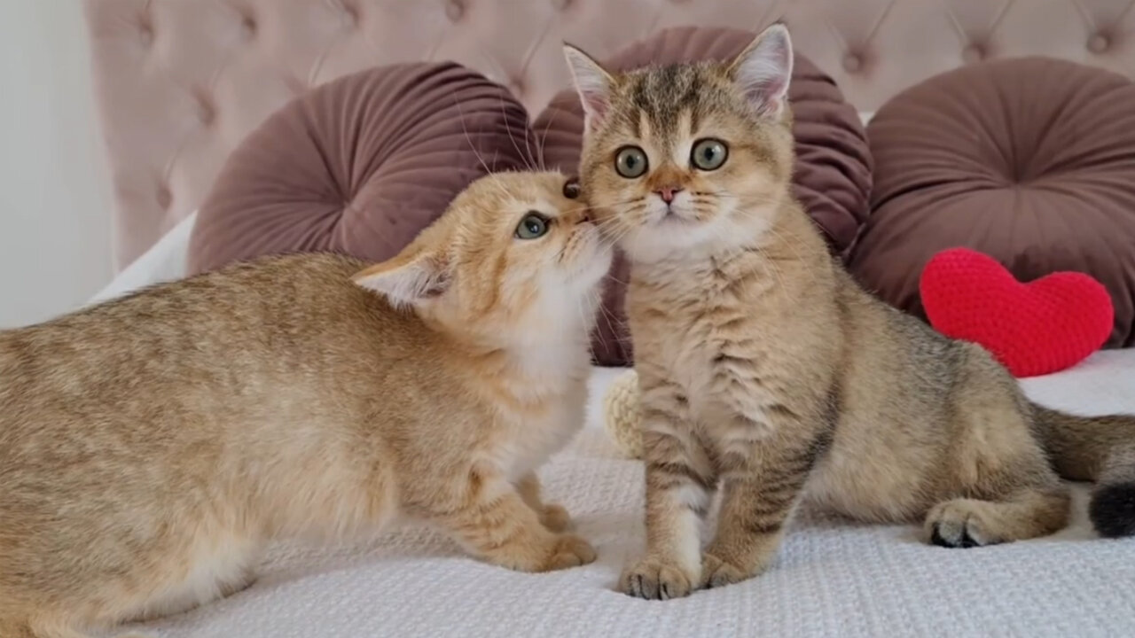 Kitten Monroe meets his sister Toffee after a long time