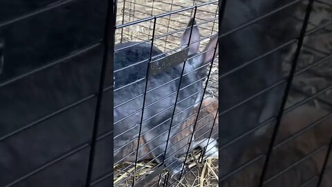 Where do #baby #bunnies come from? #humor #humorous #funny #rabbit #bunny #homestead