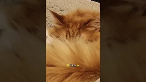 He thought his stare was hidden by the tail floof 😅