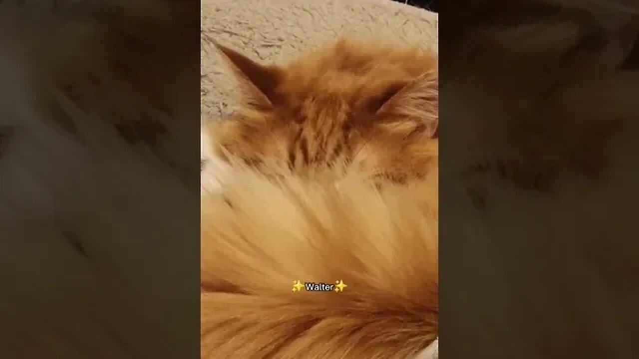 He thought his stare was hidden by the tail floof 😅