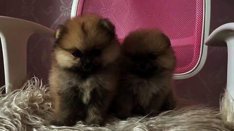 Adorable Fluff