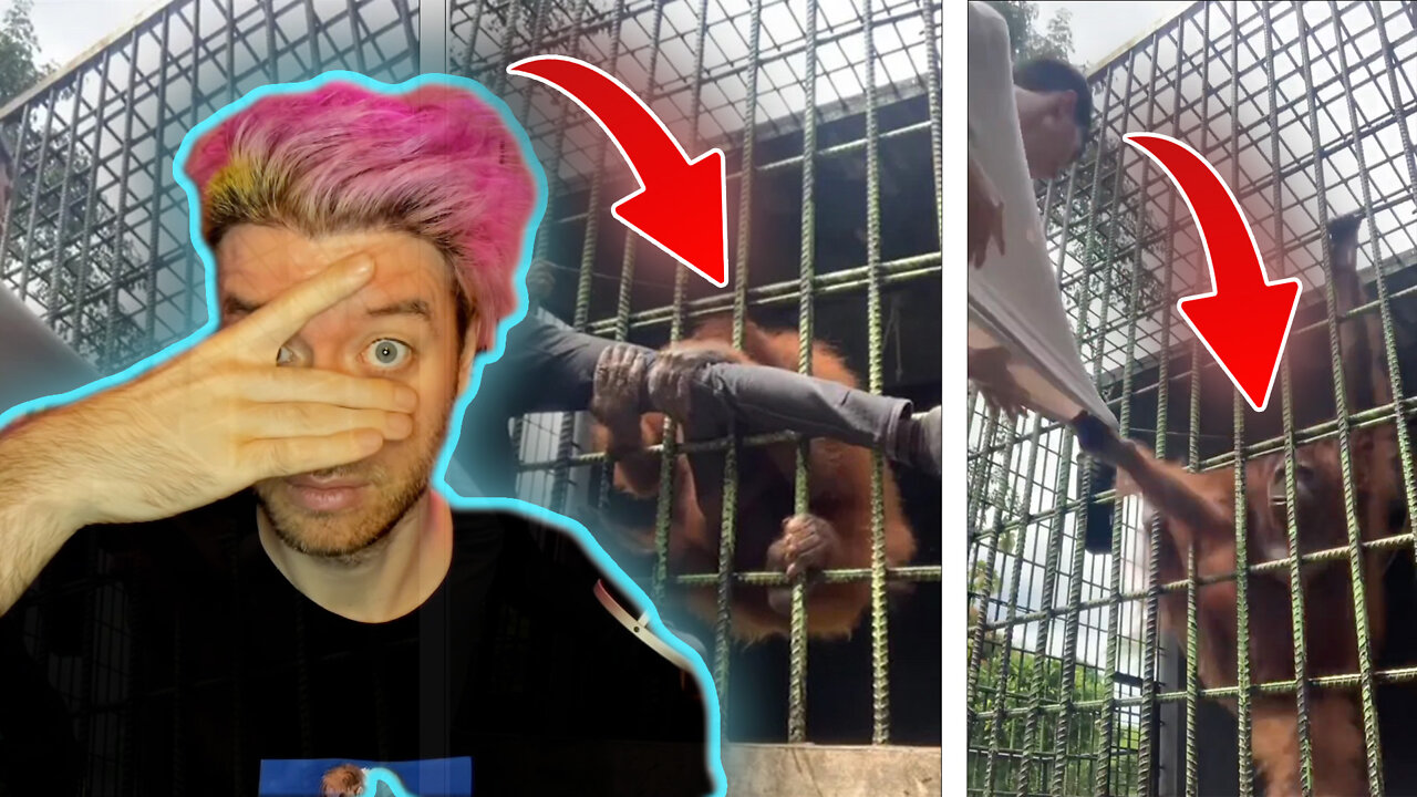 ORANGUTAN ATTACK 2022: Man Grabbed Through Cage by Beast – Johnny Massacre Show 459