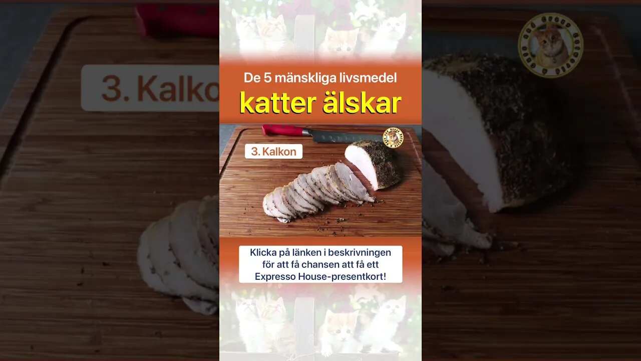 5 mänskliga livsmedel som katter älskar #KattFakta (#Shorts)