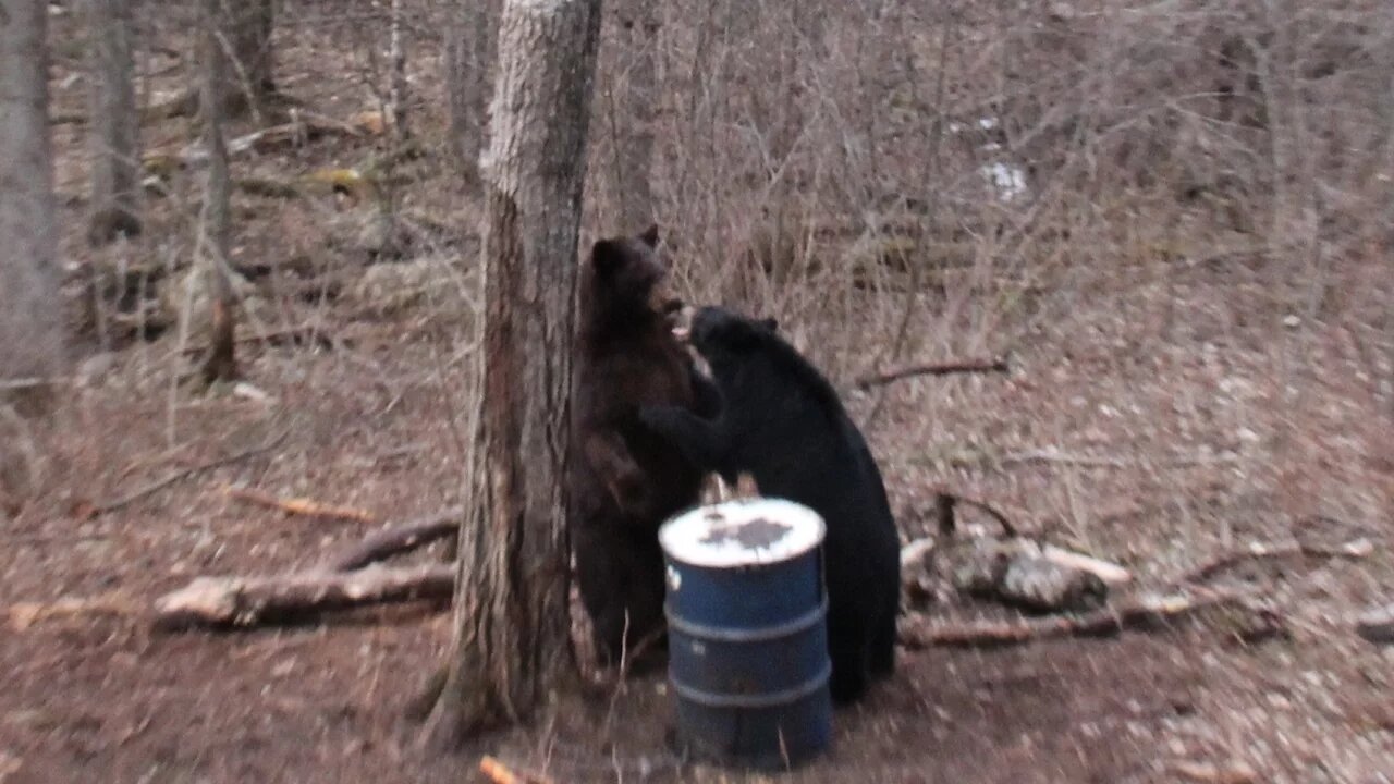 Incredible bear hunt: 34 bears in 5 days, B&C Bear passed, chocolate shot