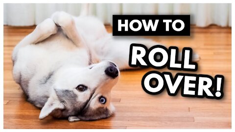 The EASIEST way to Teach Your Dog to ROLL OVER!