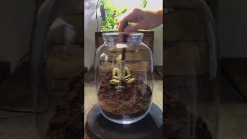 Buddha Terrarium tiktok green creations