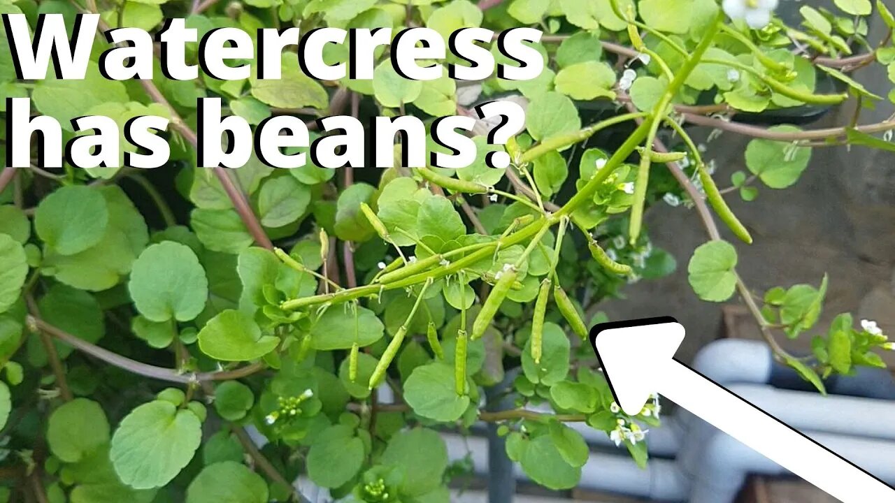 Watercress seed pods (aquaponic watercress)