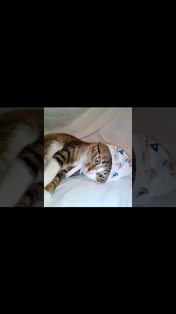 Cat Wakes up and Yawns #shorts