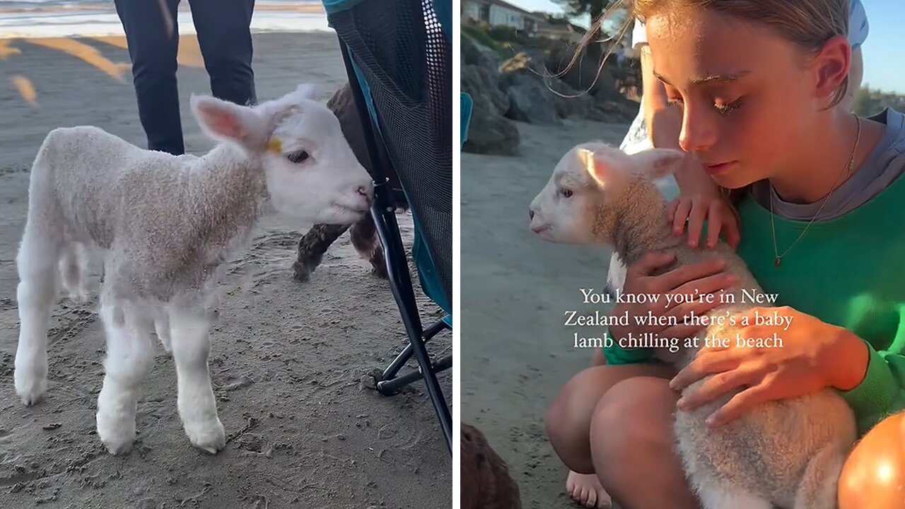 There is nothing cuter than this baby lamb at the beach