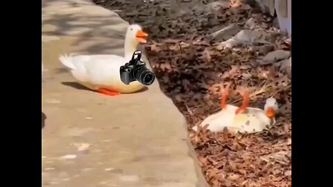 funny videos