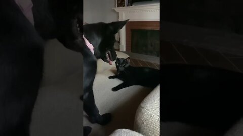 Funny Cats and Kittens Meowing Compilation&Baby Cats -Cute and Funny Cat Videos #shorts (1)