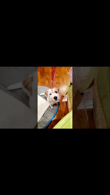 iberico jamon for Ares