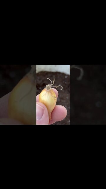 How to plant Onions in Containers