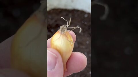 How to plant Onions in Containers