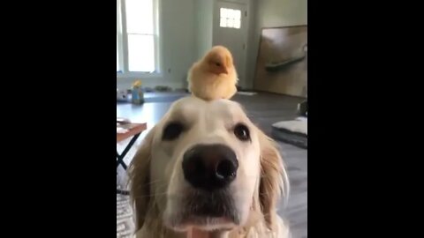 #shortscatsvideos #shorts cats videos #shortspetsvideos #shortspetsvideos #shortsanimalsvideos