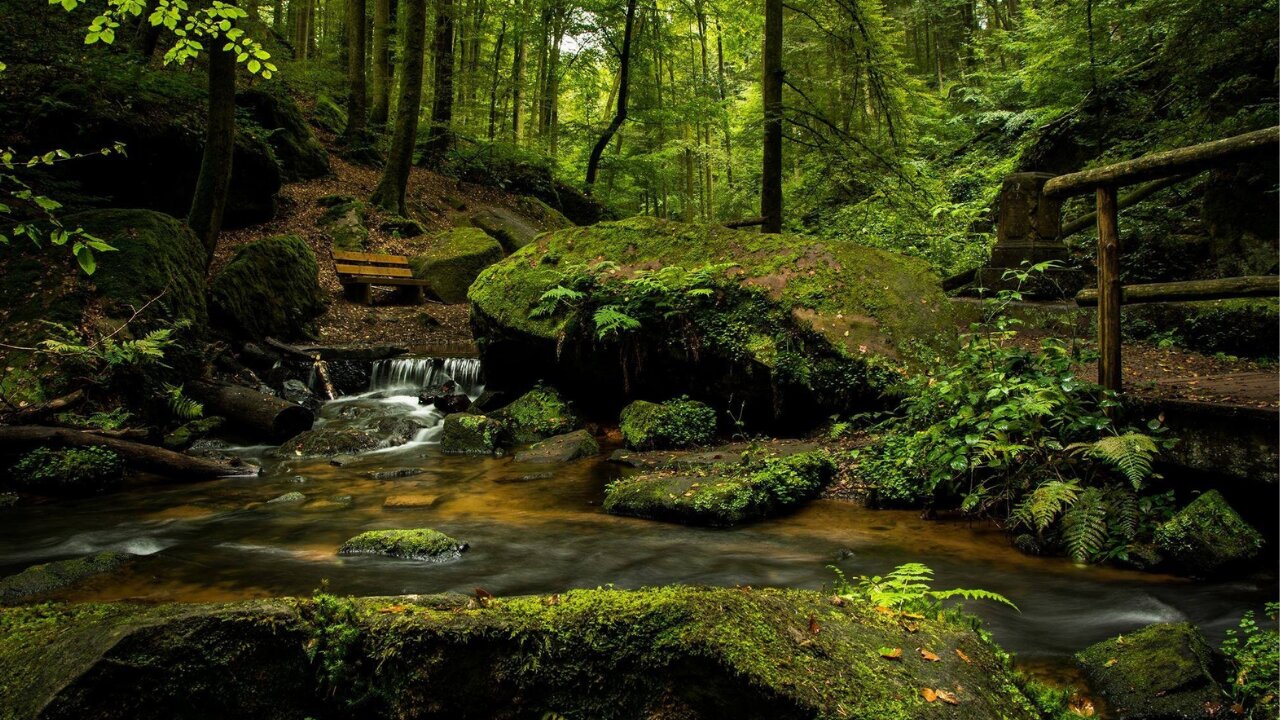 The Forest | Amazing Cinematic Drone Footage