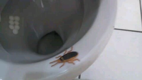 Yellow cockroach inside the toilet