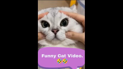 Funny cat video.🤣🤣