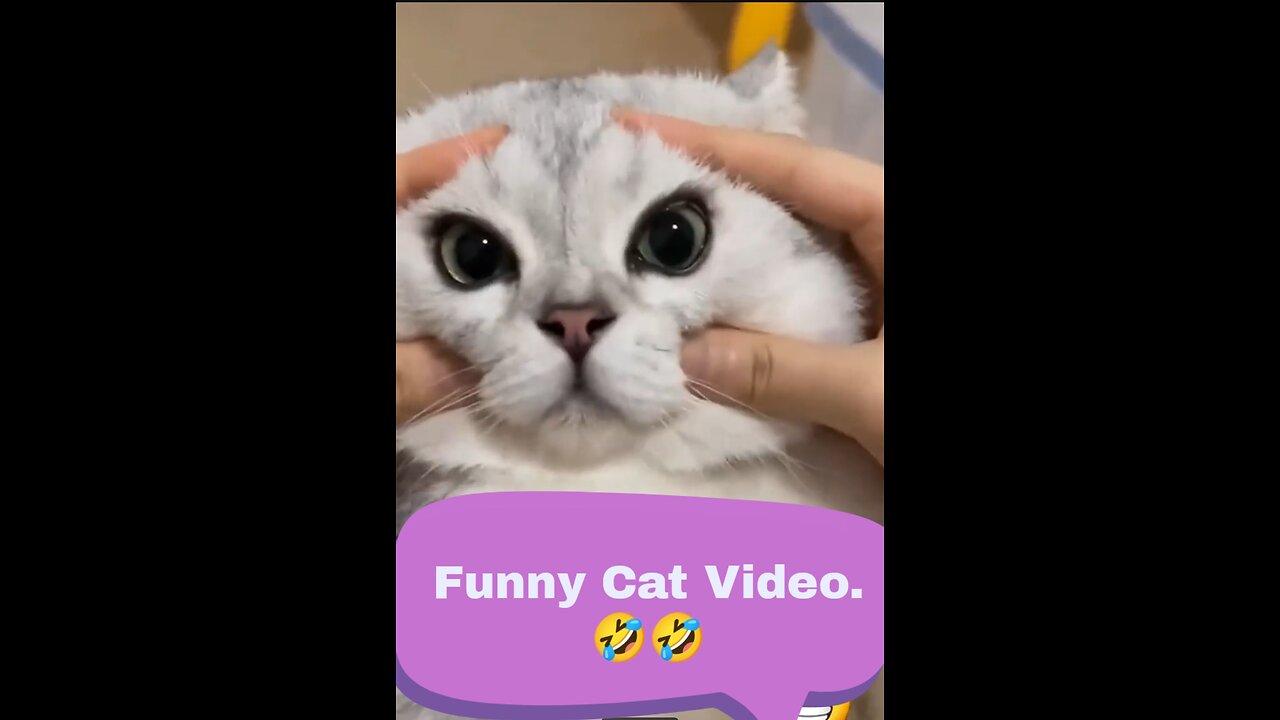 Funny cat video.🤣🤣