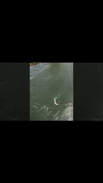 Fish On - Not what I was expecting! #shorts