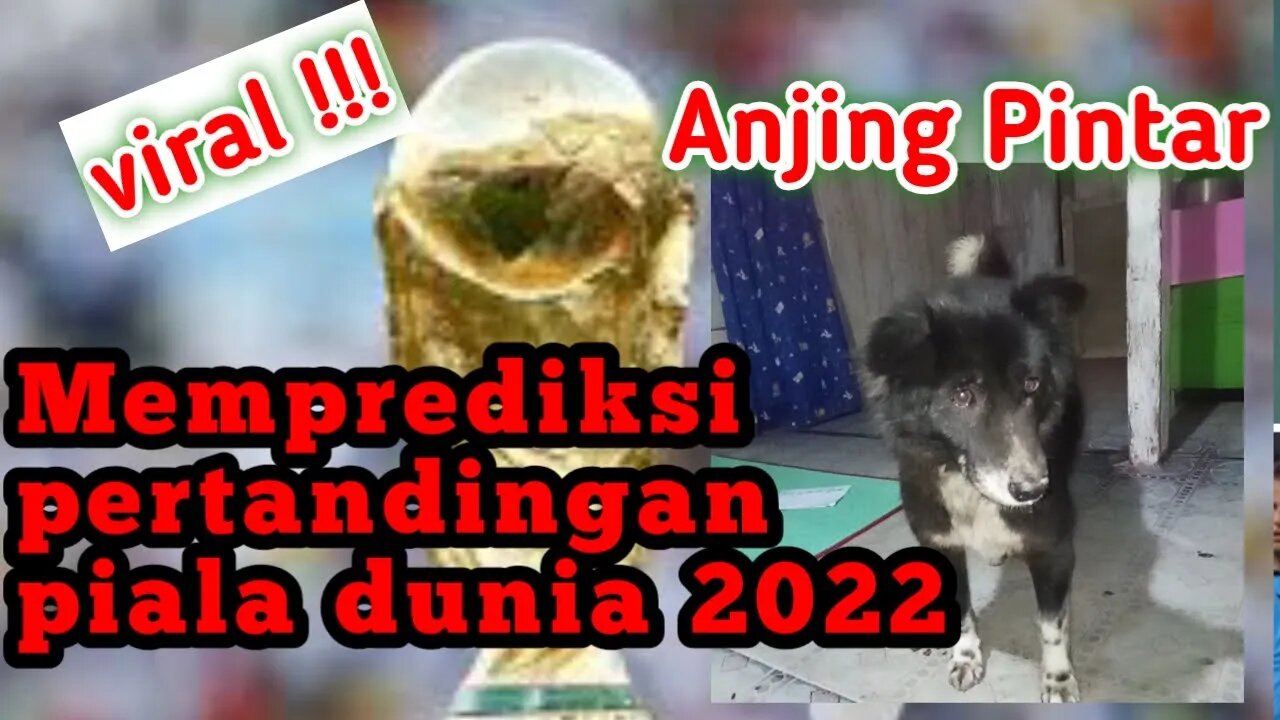 anjing pintar memprediksi pertandingan pembukaan piala dunia 2022