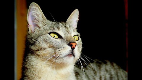 Cute and Funny Kitty Cat Videos Compilation