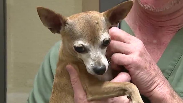 Las Vegas vets warning about potential dog flu outbreak