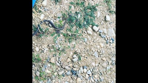 Something is slithering through the grass.