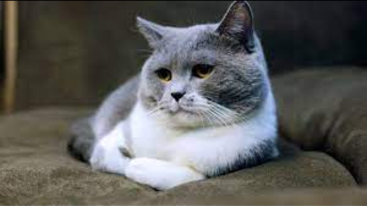 Cute and Funny Cat Videos Compilation