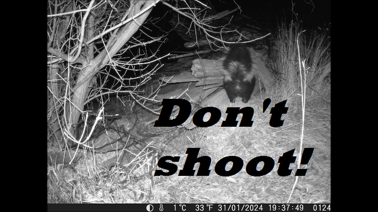 Trail Cam: FINALLY! And The Last POV Of Striped Skunk You Would Ever Want