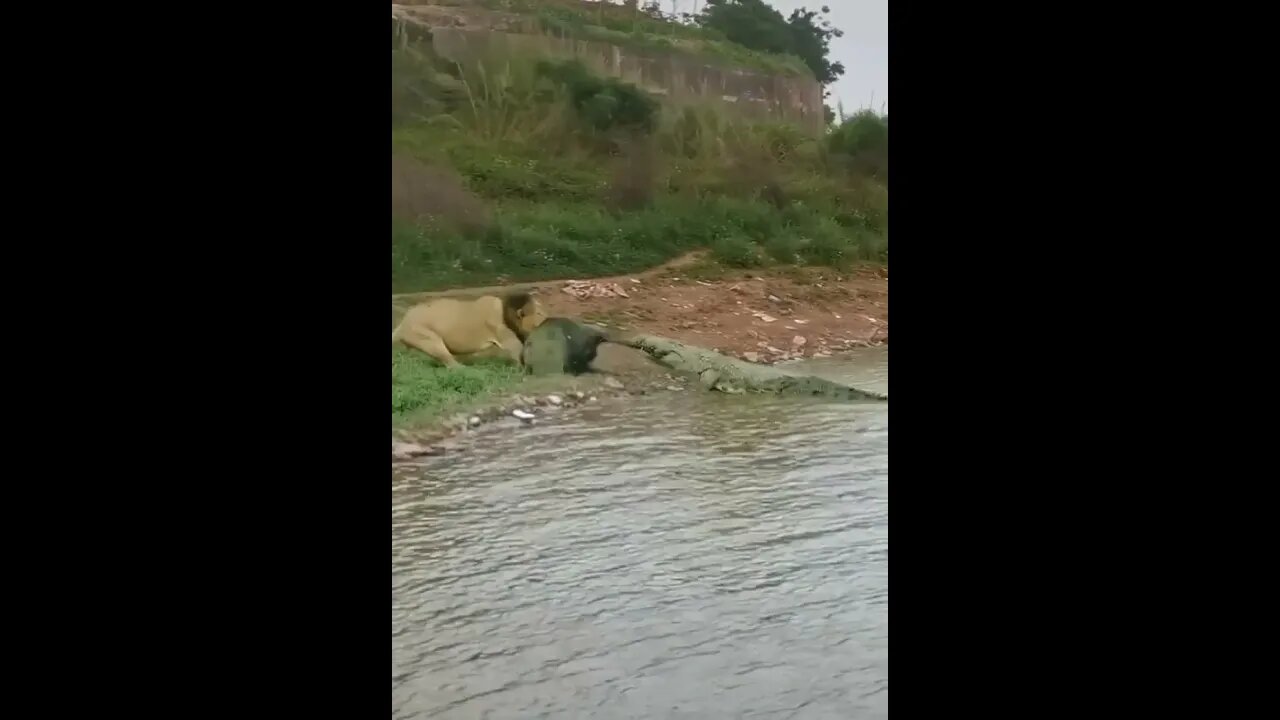 lion vs crocodile tiktok video, lion vs crocodile wow amazing #shorts #lion