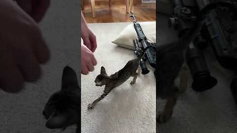 Kitten Is Learning All About FREEDOM