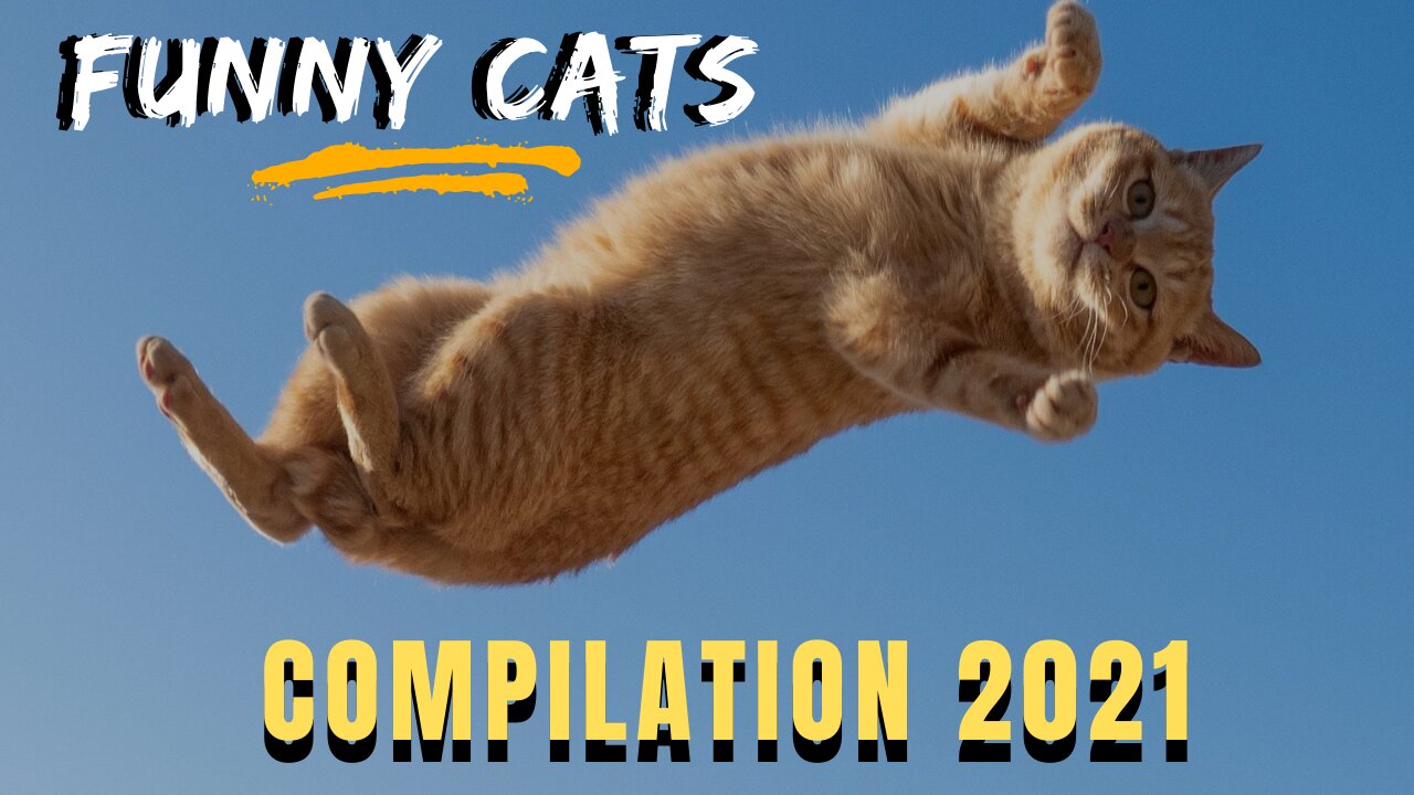 FUNNY CATS - COMPILATION 2021