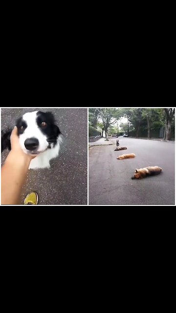 🔴Www A huge amount of discipline🐕