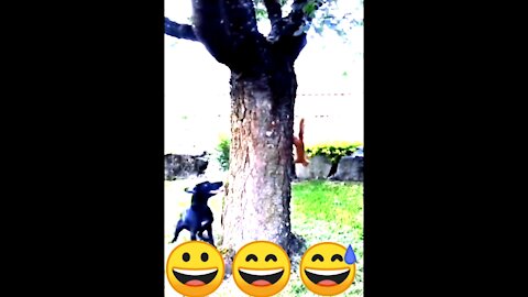 how to dog best funny video 😀😅