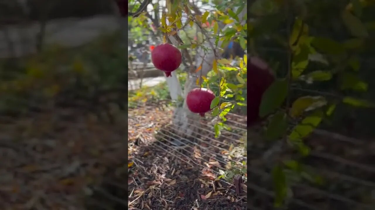 pomegranate fruits in the backyard in the morning Sun and a bunny under. #shorts #pomegranatetree