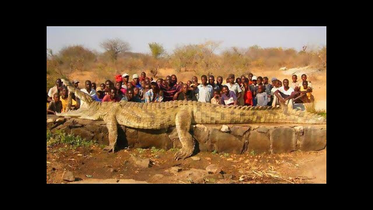 Great White Shark Vs Crocodile Attack!