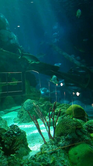 Underwater view of fish life