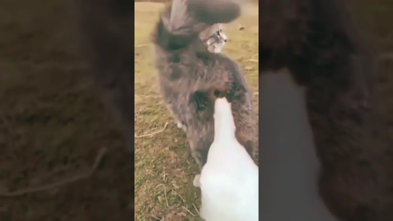 What In The World Did I Just Watch? Part 1😱🤨🤯 #shorts #animals #video