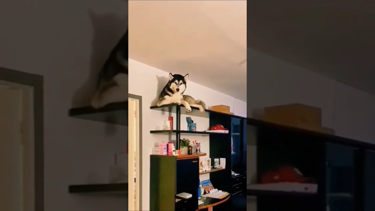 One of the times you walk in and wonder..."WTF!?!"🤣🤣🤣 #shorts #husky
