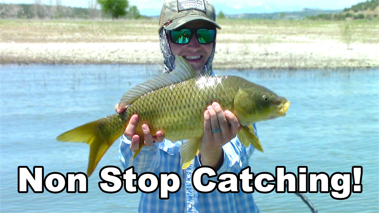 Crazy day! Caught 5 different species of fish! - McFly Angler Episode 24