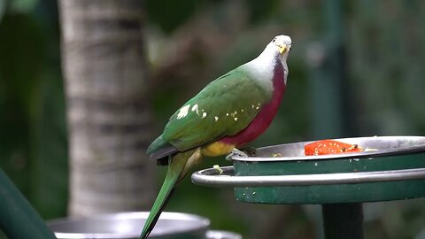 CatTV Clip: Green Bird