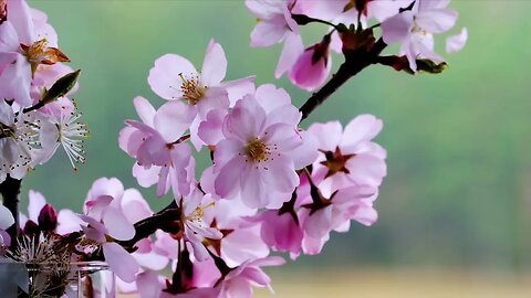 Carícia das Flores ☆☆☆ Relaxamento e Enlevo Espiritual