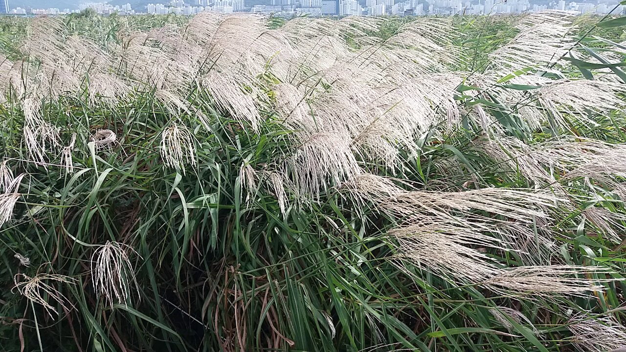 The wind from the river and the swaying reeds.